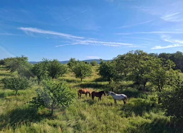 Reiten auf dem Rosshof