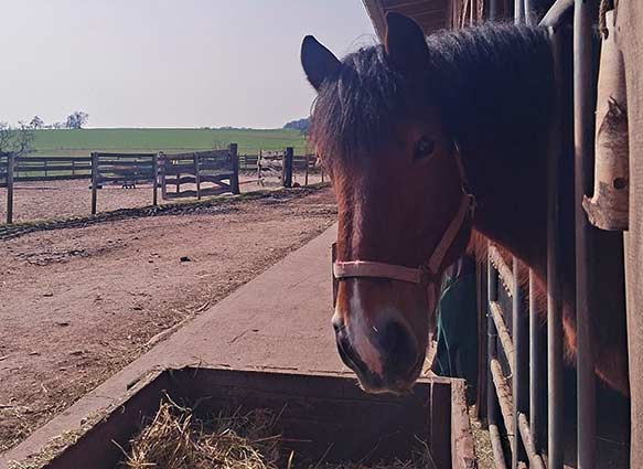 Reiten auf dem Rosshof
