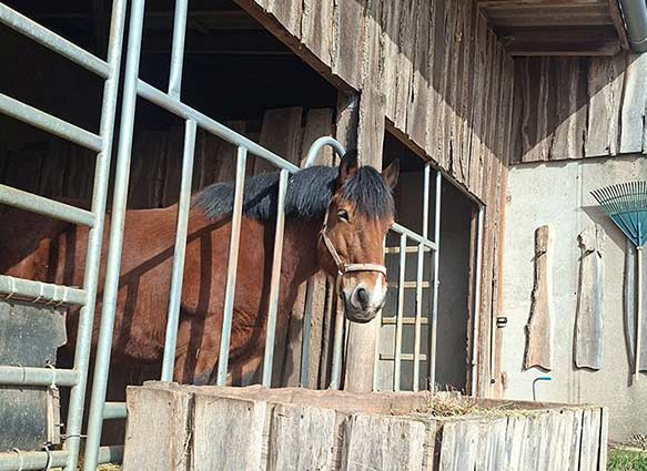 Reiten auf dem Rosshof